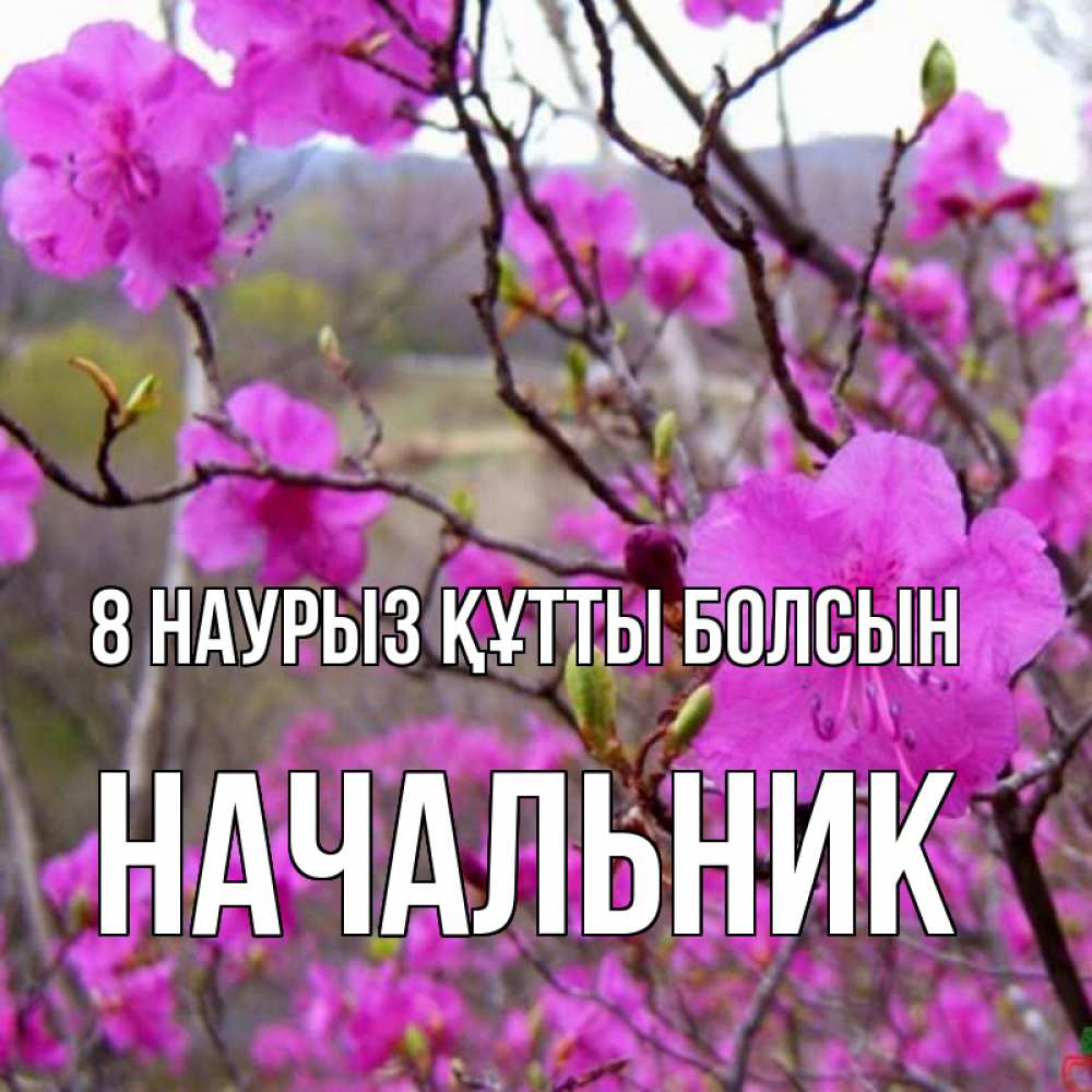 Күн сайын ашық хат с именем, Начальник 8 наурыз құтты болсын международный женский день Онлайн тегін жүктеп алу тілектері бар керемет карта 