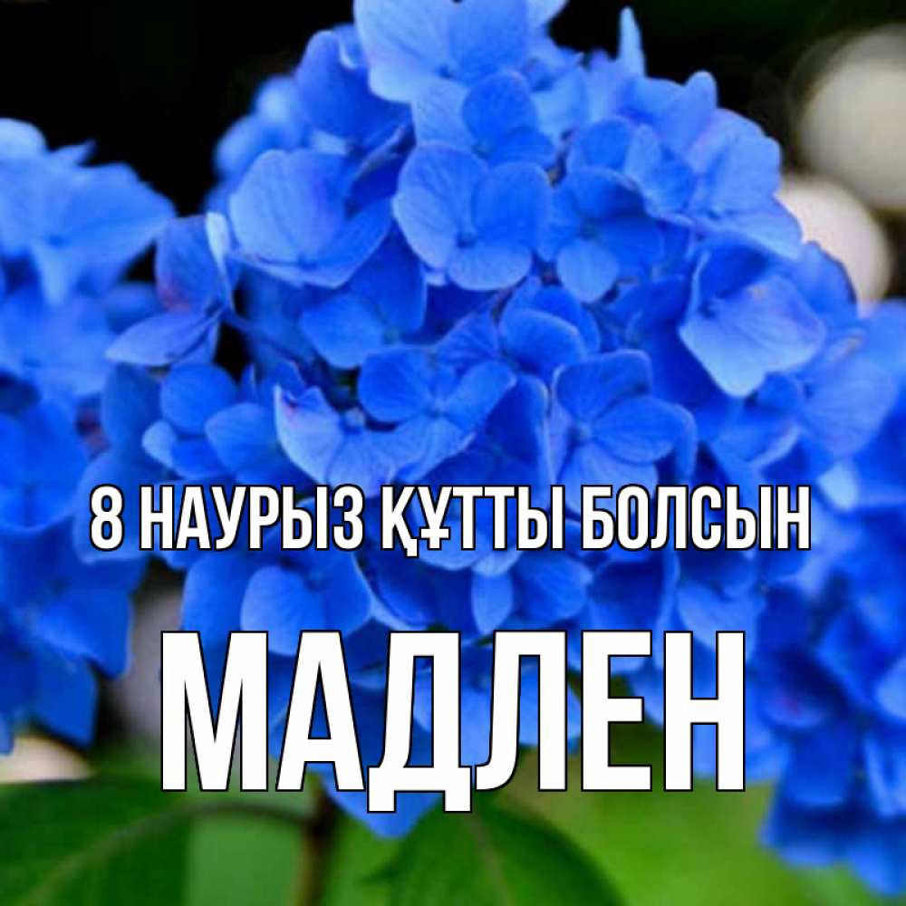 Күн сайын ашық хат с именем, Мадлен 8 наурыз құтты болсын синие цветы Онлайн тегін жүктеп алу тілектері бар керемет карта 