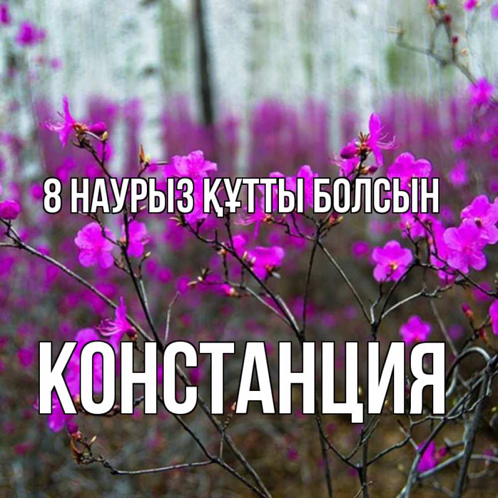 Күн сайын ашық хат с именем, Констанция 8 наурыз құтты болсын дикие цветы Онлайн тегін жүктеп алу тілектері бар керемет карта 