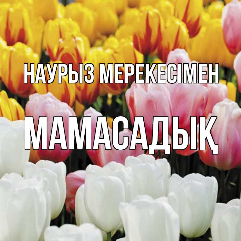 Күн сайын ашық хат с именем, МАМАСАДЫҚ Наурыз мерекесімен разноцветные цветы Онлайн тегін жүктеп алу тілектері бар керемет карта 