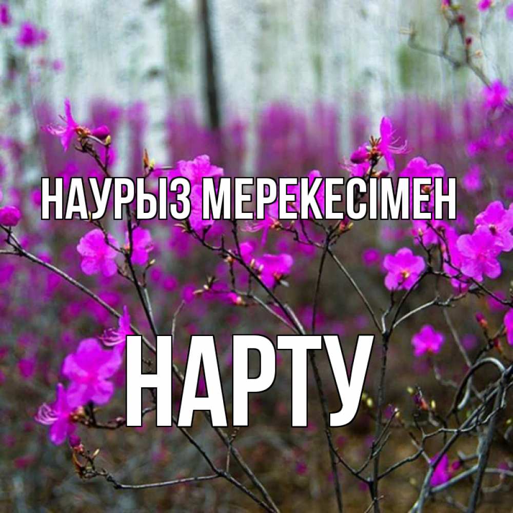 Күн сайын ашық хат с именем, НАРТУ Наурыз мерекесімен дикие цветы Онлайн тегін жүктеп алу тілектері бар керемет карта 