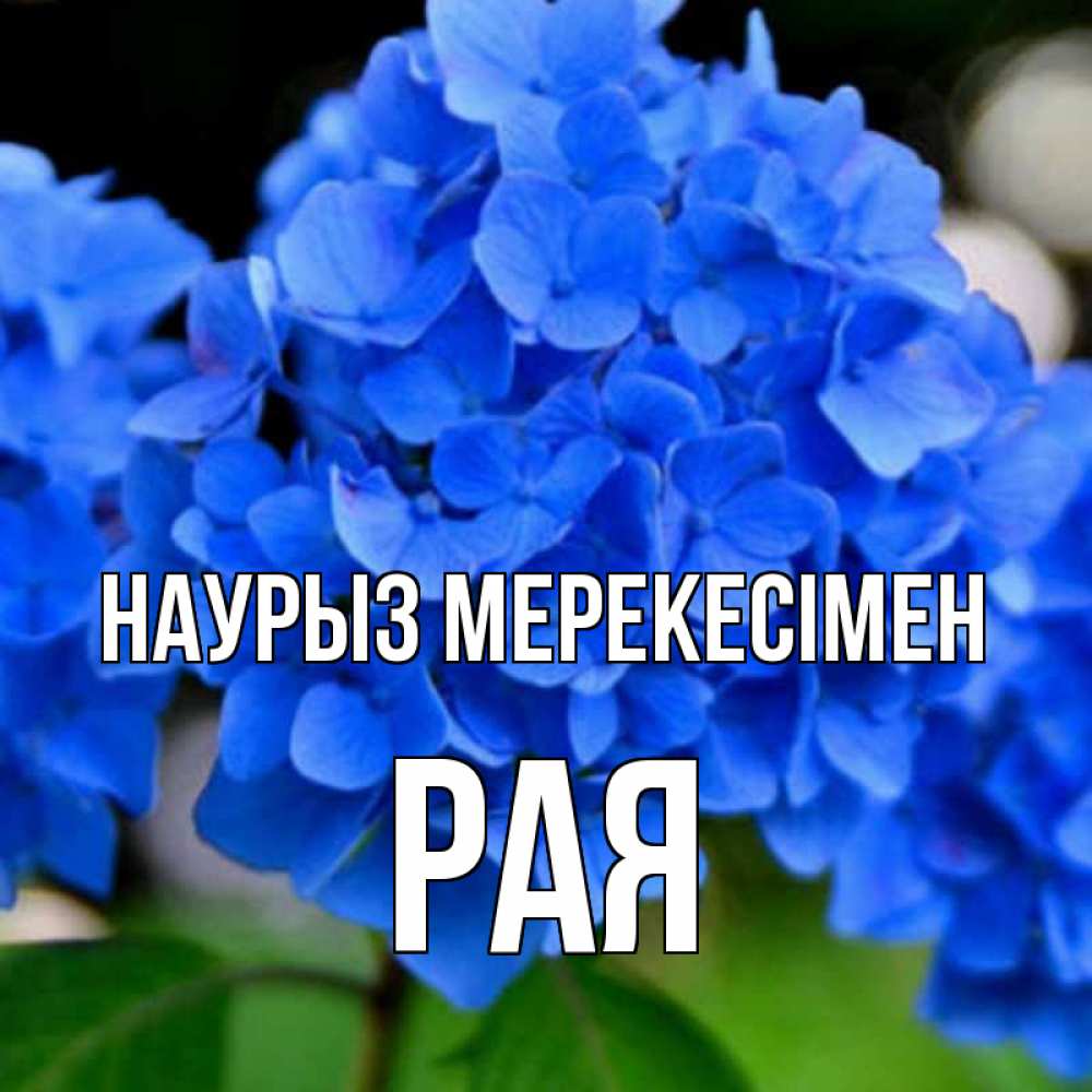 Күн сайын ашық хат с именем, Рая Наурыз мерекесімен синие цветы Онлайн тегін жүктеп алу тілектері бар керемет карта 