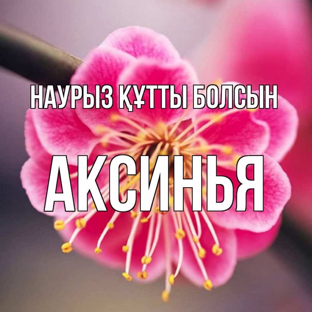 Күн сайын ашық хат с именем, Аксинья Наурыз құтты болсын цветы Онлайн тегін жүктеп алу тілектері бар керемет карта 