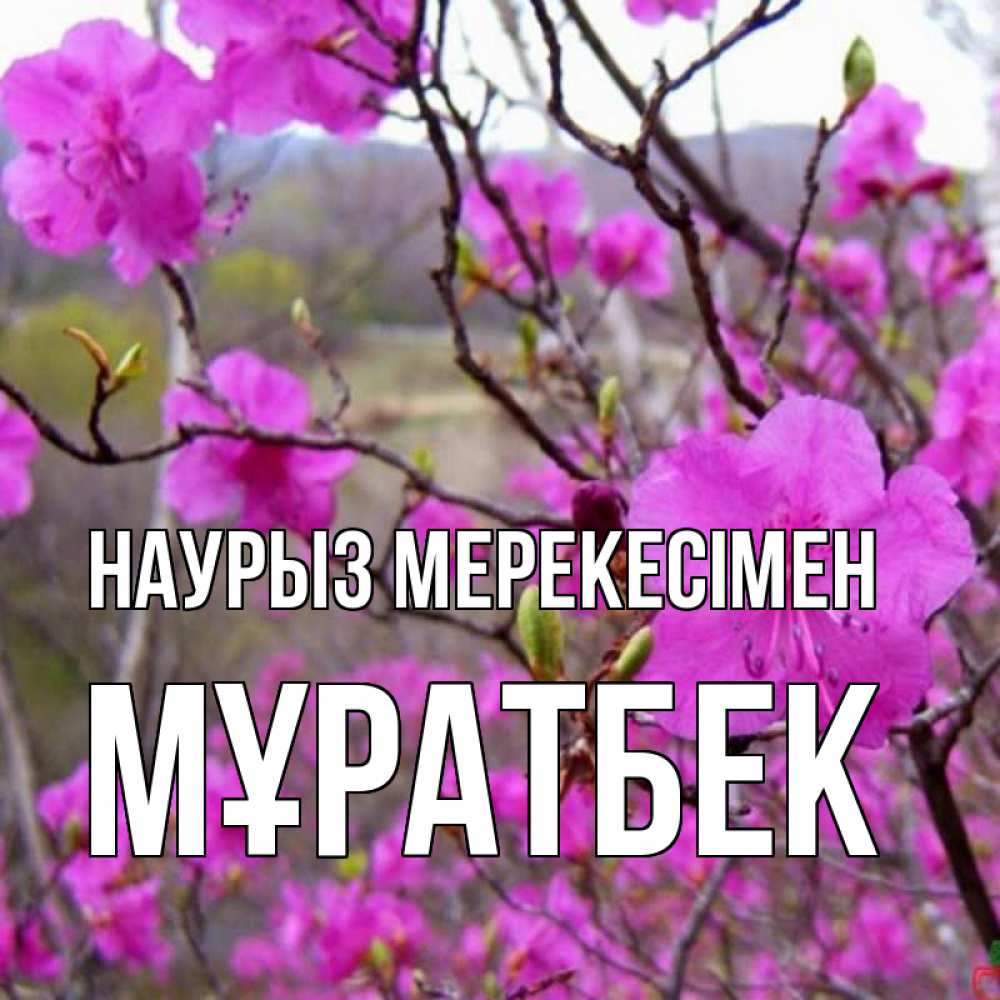 Күн сайын ашық хат с именем, Мұратбек Наурыз мерекесімен праздник весны наурыз Онлайн тегін жүктеп алу тілектері бар керемет карта 