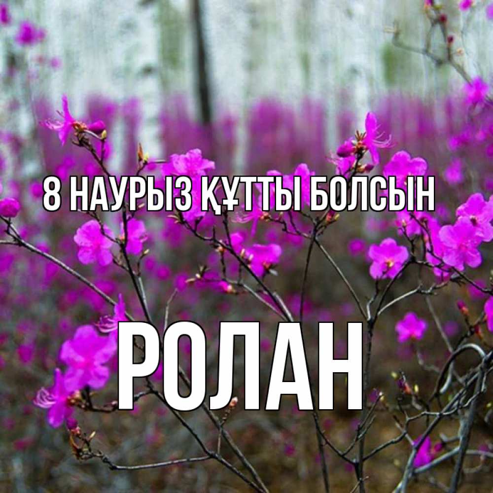 Күн сайын ашық хат с именем, Ролан 8 наурыз құтты болсын дикие цветы Онлайн тегін жүктеп алу тілектері бар керемет карта 