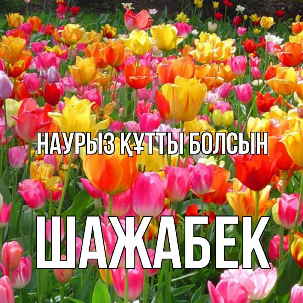 Күн сайын ашық хат с именем, ШАЖАБЕК Наурыз құтты болсын на наурыз  ура ура Онлайн тегін жүктеп алу тілектері бар керемет карта 