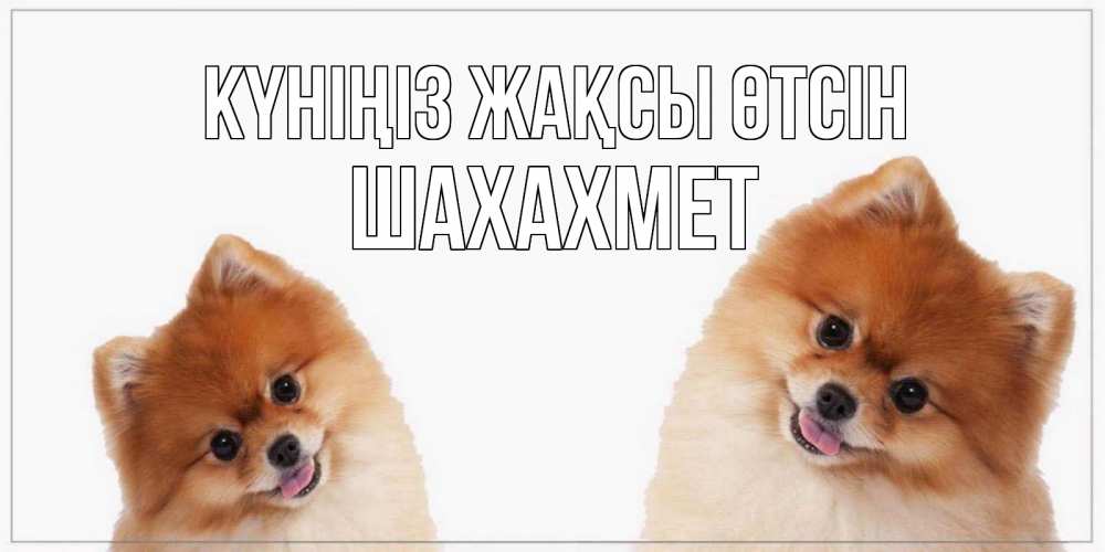 Күн сайын ашық хат с именем, ШАХАХМЕТ Күніңіз жақсы өтсін собачки желают прекрасного дня Онлайн тегін жүктеп алу тілектері бар керемет карта 