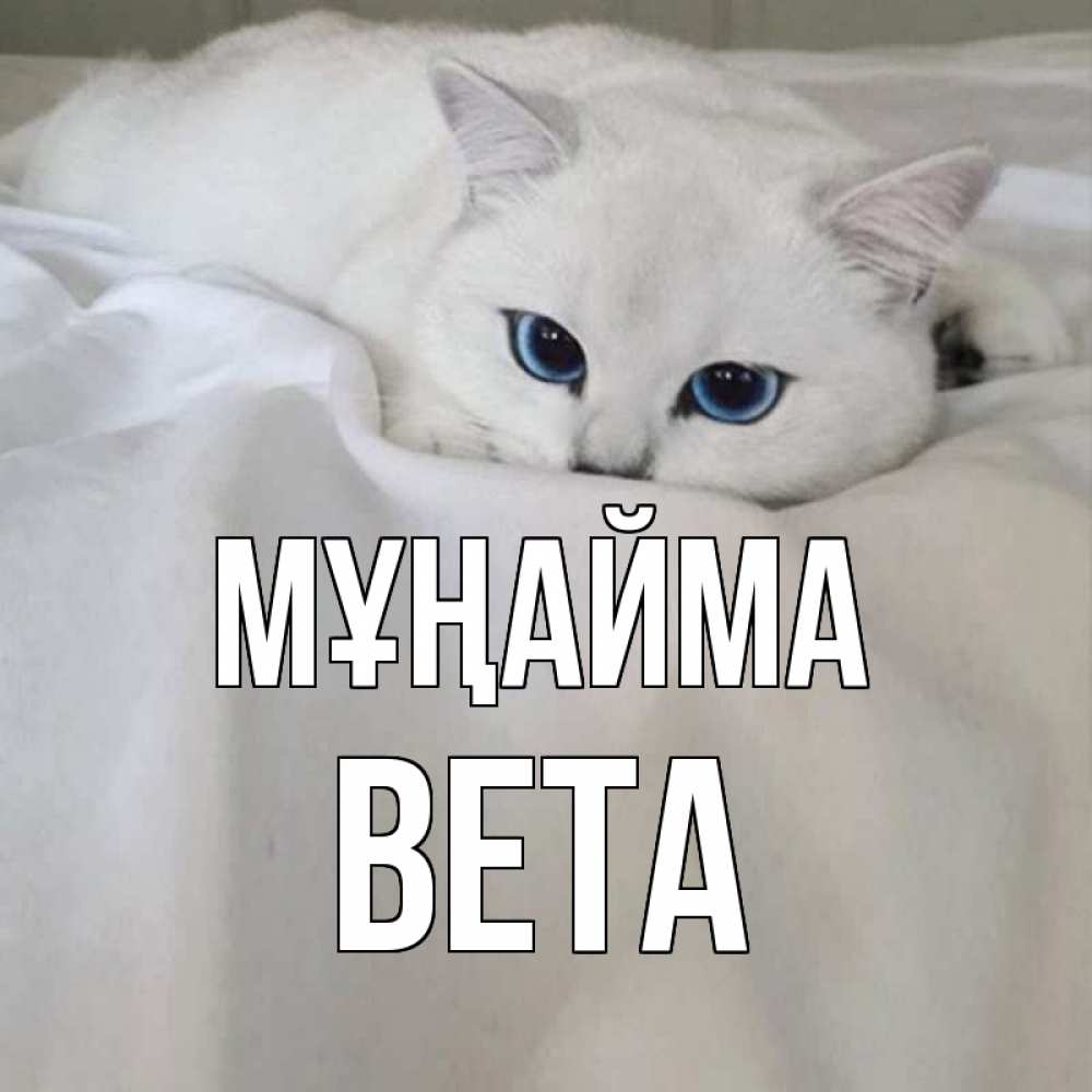 Күн сайын ашық хат с именем, Вета Мұңайма белый кот с голубыми глазами на белоснежной кровати Онлайн тегін жүктеп алу тілектері бар керемет карта 