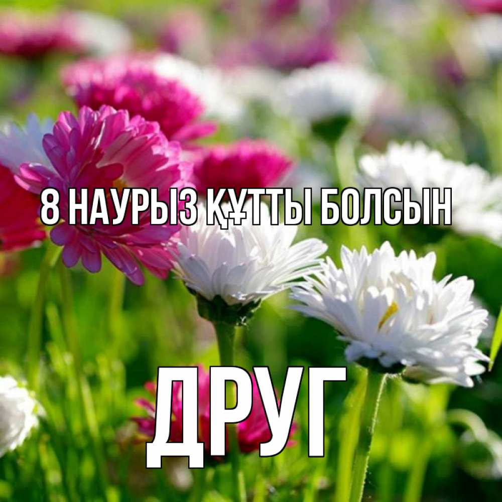 Күн сайын ашық хат с именем, Друг 8 наурыз құтты болсын международный женский день 1 Онлайн тегін жүктеп алу тілектері бар керемет карта 