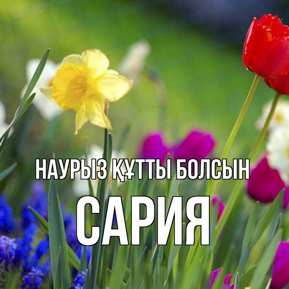 Күн сайын ашық хат с именем, САРИЯ Наурыз құтты болсын наурыз  3 открытки Онлайн тегін жүктеп алу тілектері бар керемет карта 