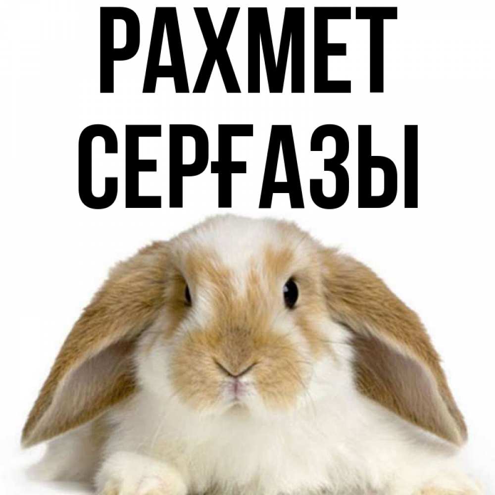 Күн сайын ашық хат с именем, СЕРҒАЗЫ рахмет коричнево белый заяц Онлайн тегін жүктеп алу тілектері бар керемет карта 