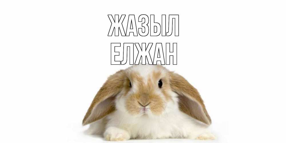 Күн сайын ашық хат с именем, Елжан Жазыл вислоухий кролик белого и коричневого цвета Онлайн тегін жүктеп алу тілектері бар керемет карта 