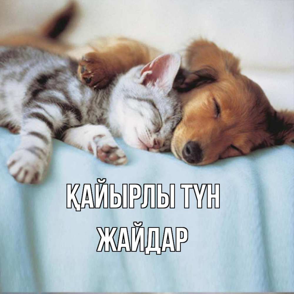 Күн сайын ашық хат с именем, Жайдар Қайырлы түн с животными Онлайн тегін жүктеп алу тілектері бар керемет карта 