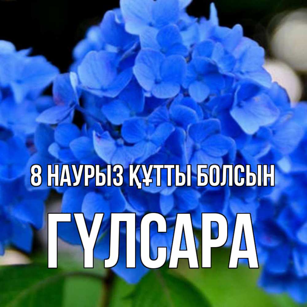 Күн сайын ашық хат с именем, ГҮЛСАРА 8 наурыз құтты болсын синие цветы Онлайн тегін жүктеп алу тілектері бар керемет карта 