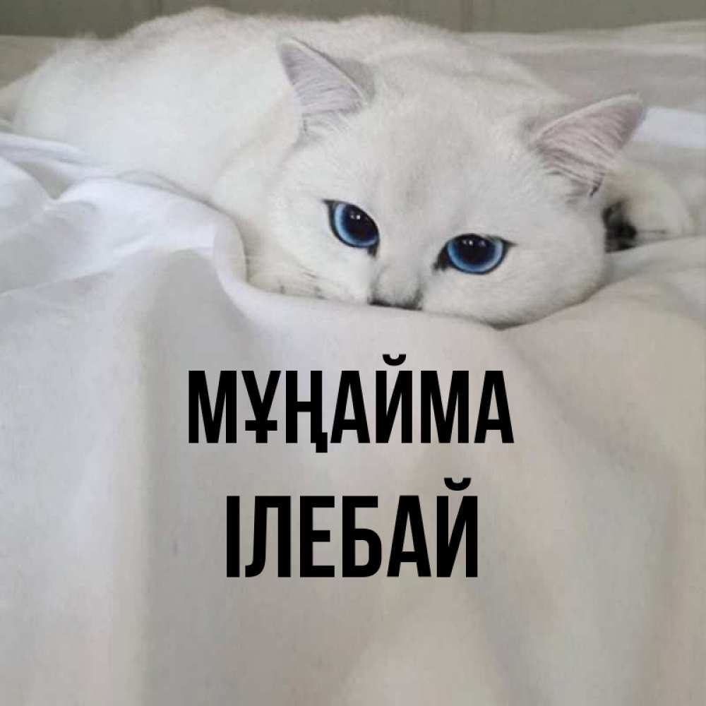 Күн сайын ашық хат с именем, Ілебай Мұңайма Голубоглазая кошка Онлайн тегін жүктеп алу тілектері бар керемет карта 