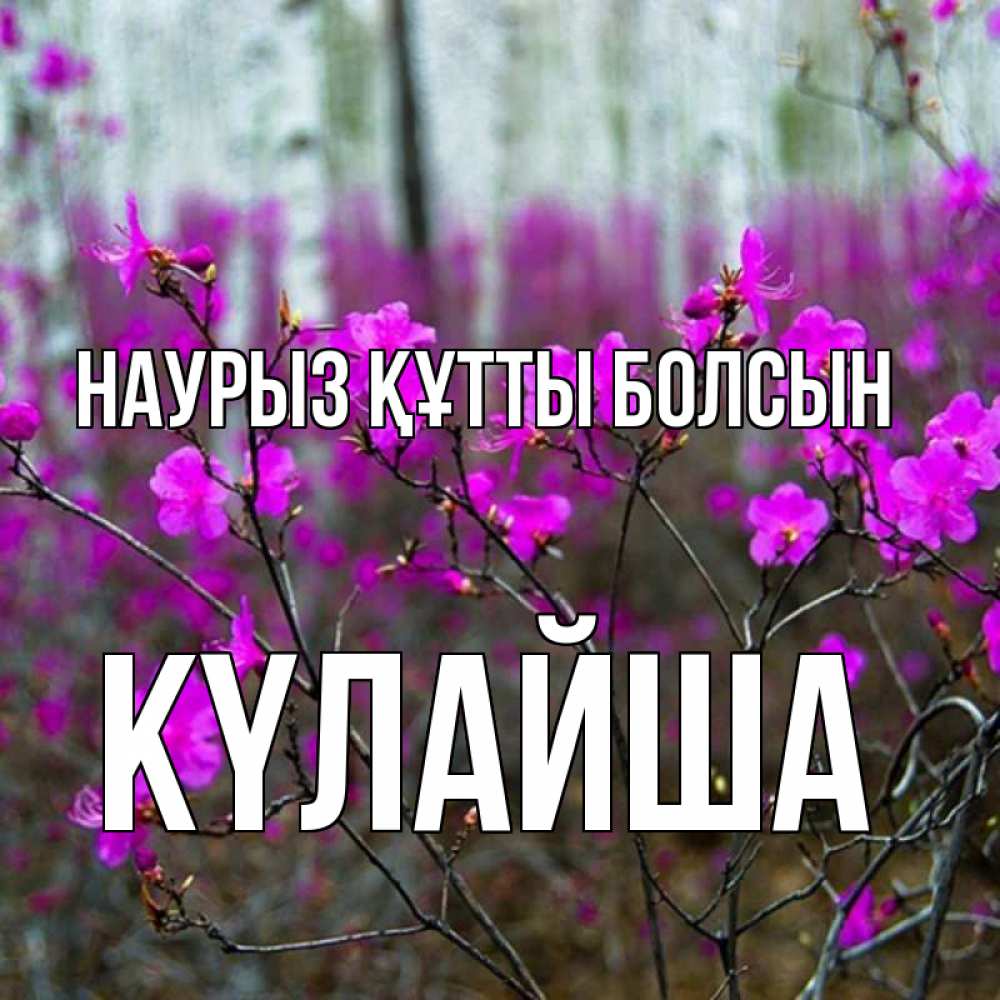 Күн сайын ашық хат с именем, КҮЛАЙША Наурыз құтты болсын дикие цветы Онлайн тегін жүктеп алу тілектері бар керемет карта 