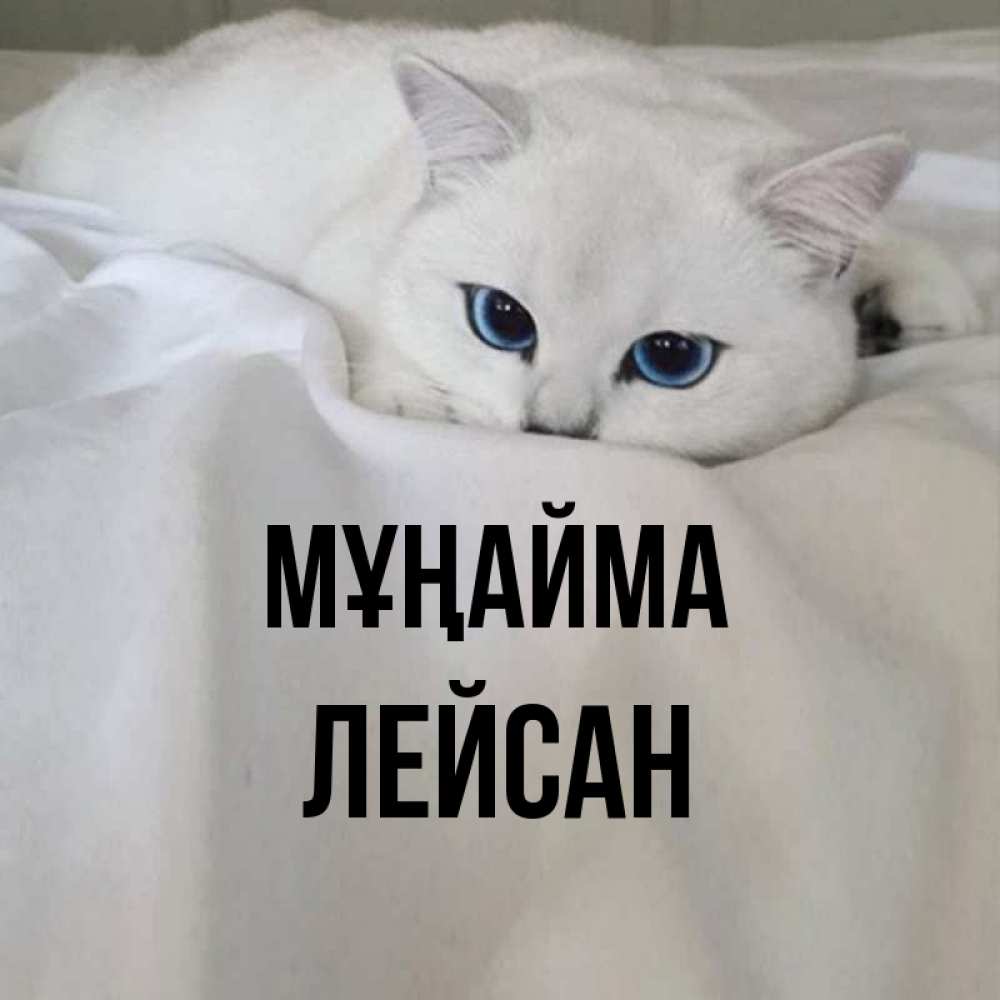 Күн сайын ашық хат с именем, Лейсан Мұңайма Голубоглазая кошка Онлайн тегін жүктеп алу тілектері бар керемет карта 
