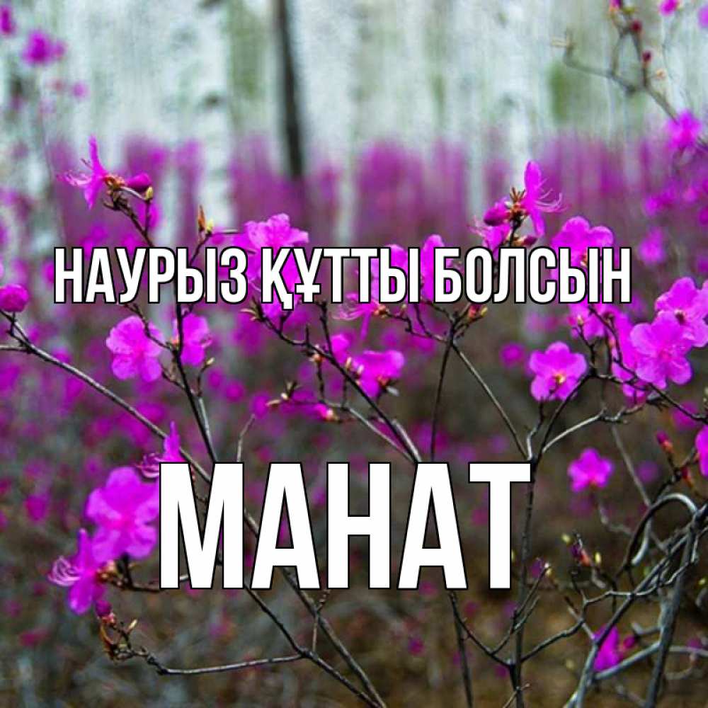 Күн сайын ашық хат с именем, МАНАТ Наурыз құтты болсын дикие цветы Онлайн тегін жүктеп алу тілектері бар керемет карта 