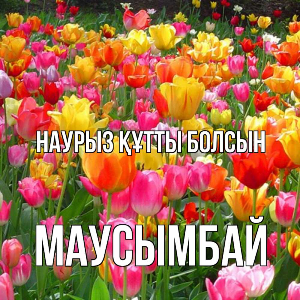 Күн сайын ашық хат с именем, МАУСЫМБАЙ Наурыз құтты болсын на наурыз  ура ура Онлайн тегін жүктеп алу тілектері бар керемет карта 
