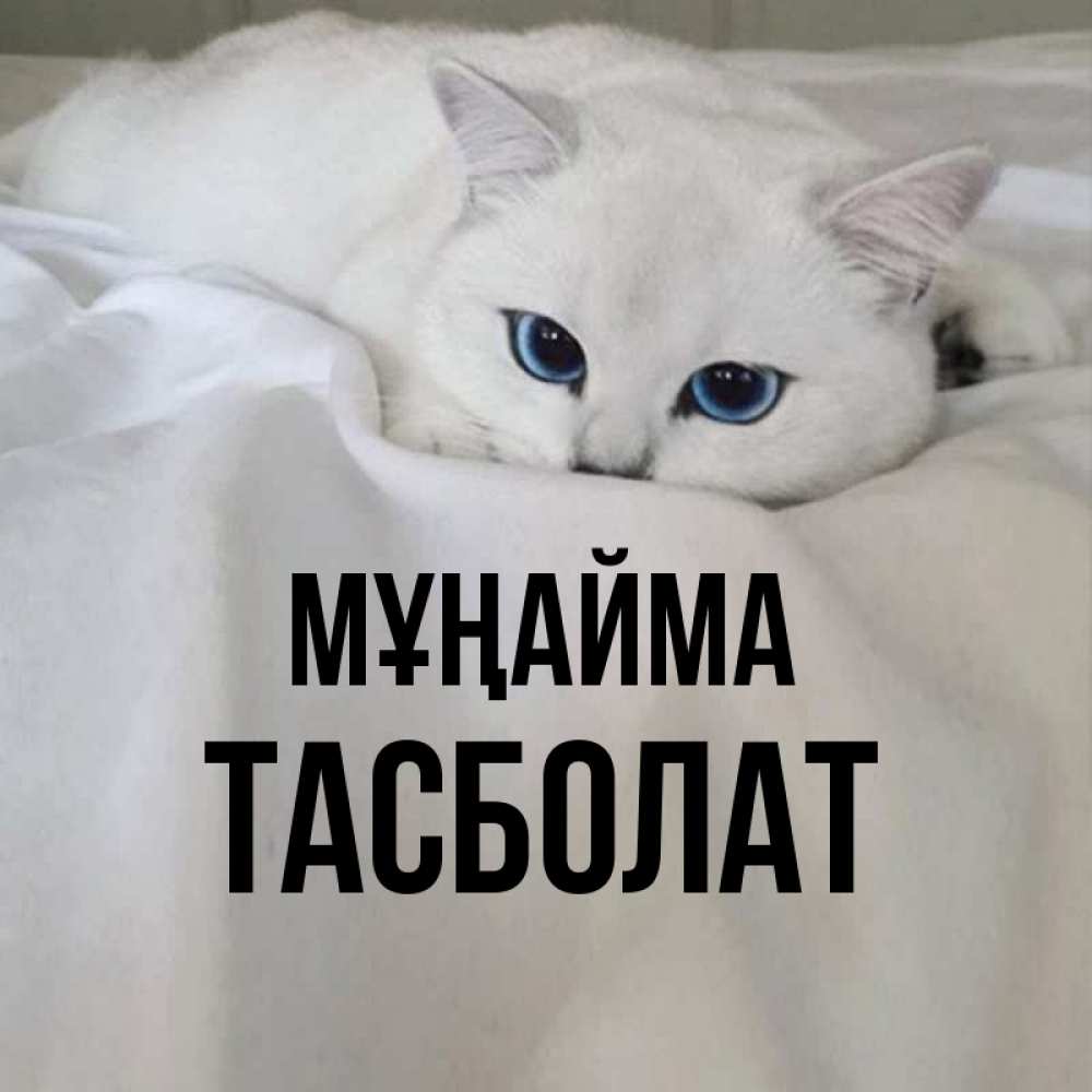 Күн сайын ашық хат с именем, ТАСБОЛАТ Мұңайма Голубоглазая кошка Онлайн тегін жүктеп алу тілектері бар керемет карта 