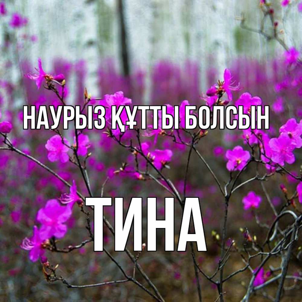 Күн сайын ашық хат с именем, Тина Наурыз құтты болсын дикие цветы Онлайн тегін жүктеп алу тілектері бар керемет карта 