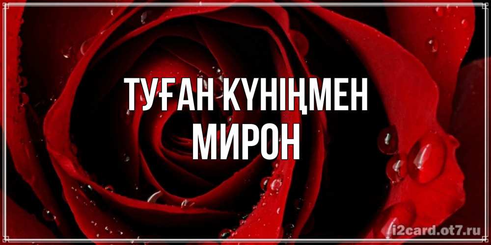 Күн сайын ашық хат с именем, МИРОН Туған күніңмен крупная бордовая роза Онлайн тегін жүктеп алу тілектері бар керемет карта 