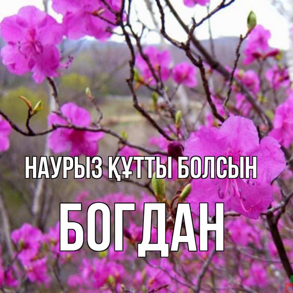 Күн сайын ашық хат с именем, Богдан Наурыз құтты болсын наурыз мейрамы кутты болсын Онлайн тегін жүктеп алу тілектері бар керемет карта 
