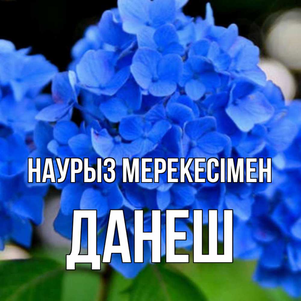 Күн сайын ашық хат с именем, ДАНЕШ Наурыз мерекесімен синие цветы Онлайн тегін жүктеп алу тілектері бар керемет карта 