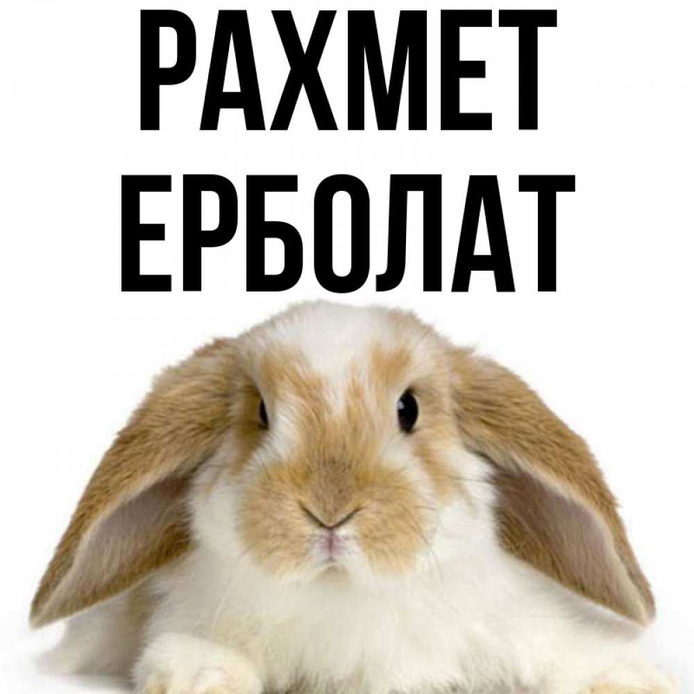 Күн сайын ашық хат с именем, Ерболат рахмет коричнево белый заяц Онлайн тегін жүктеп алу тілектері бар керемет карта 
