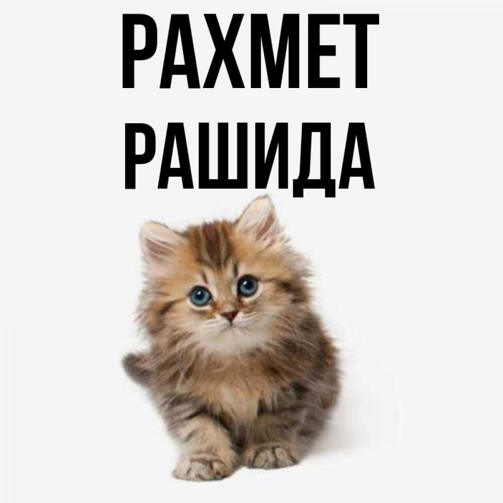 Күн сайын ашық хат с именем, РАШИДА рахмет пушистый котик Онлайн тегін жүктеп алу тілектері бар керемет карта 