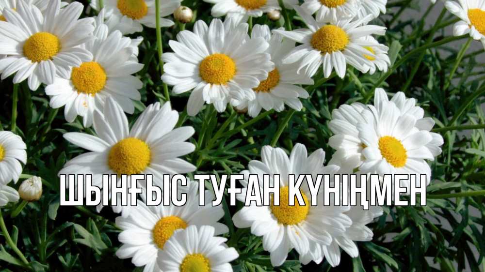 Картинка  с именем , ШЫНҒЫС! ТУҒАН КҮНІҢМЕН!