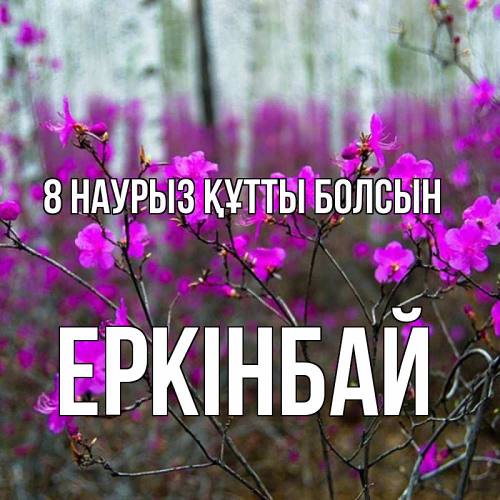 Күн сайын ашық хат с именем, Еркінбай 8 наурыз құтты болсын дикие цветы Онлайн тегін жүктеп алу тілектері бар керемет карта 