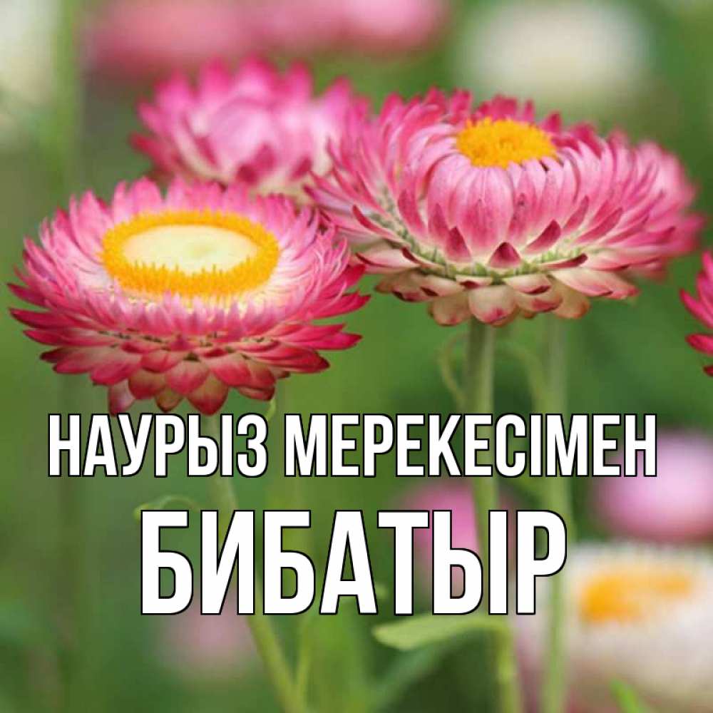 Күн сайын ашық хат с именем, Бибатыр Наурыз мерекесімен подарок на международный женский день Онлайн тегін жүктеп алу тілектері бар керемет карта 