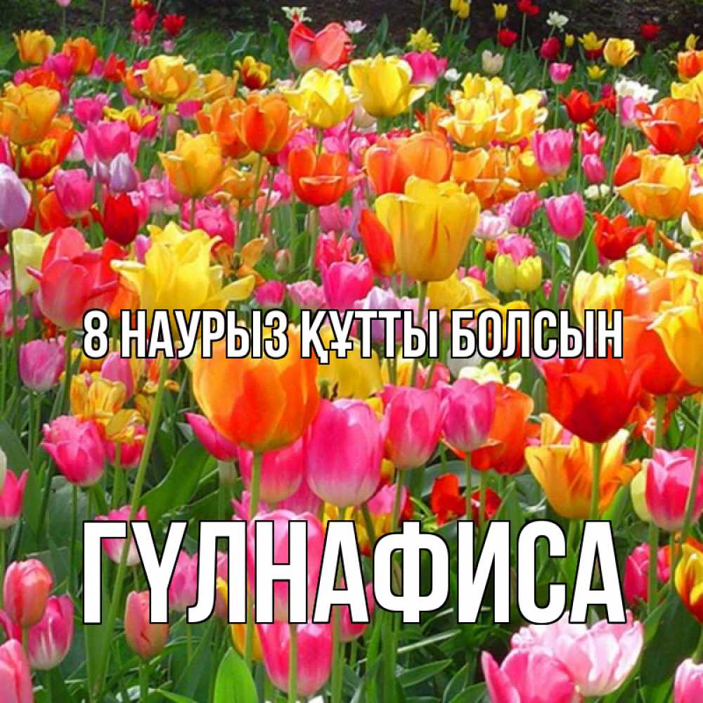 Күн сайын ашық хат с именем, ГҮЛНАФИСА 8 наурыз құтты болсын на международный женский день Онлайн тегін жүктеп алу тілектері бар керемет карта 