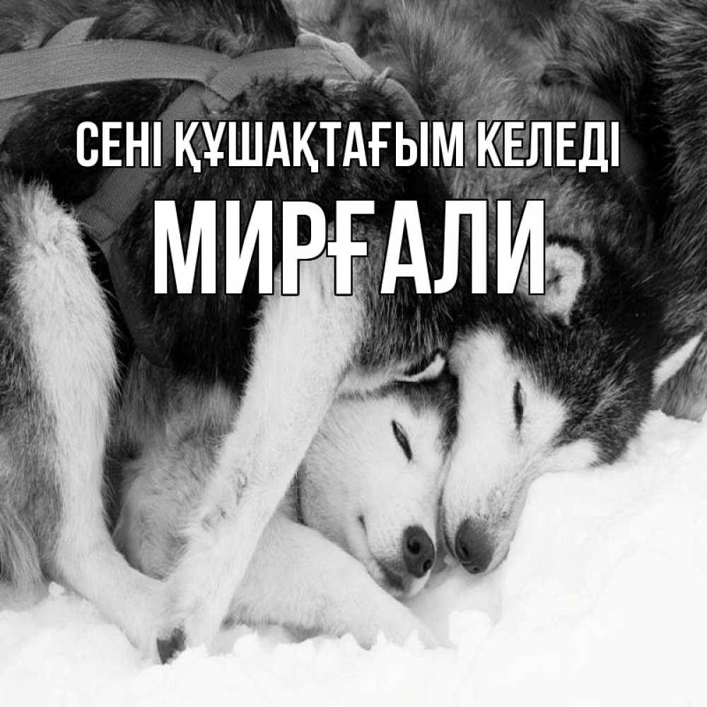 Күн сайын ашық хат с именем, МИРҒАЛИ сені құшақтағым келеді собачки в упряжке Онлайн тегін жүктеп алу тілектері бар керемет карта 