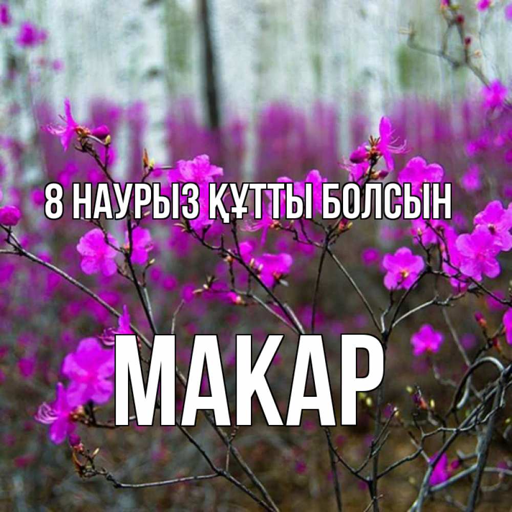 Күн сайын ашық хат с именем, Макар 8 наурыз құтты болсын дикие цветы Онлайн тегін жүктеп алу тілектері бар керемет карта 