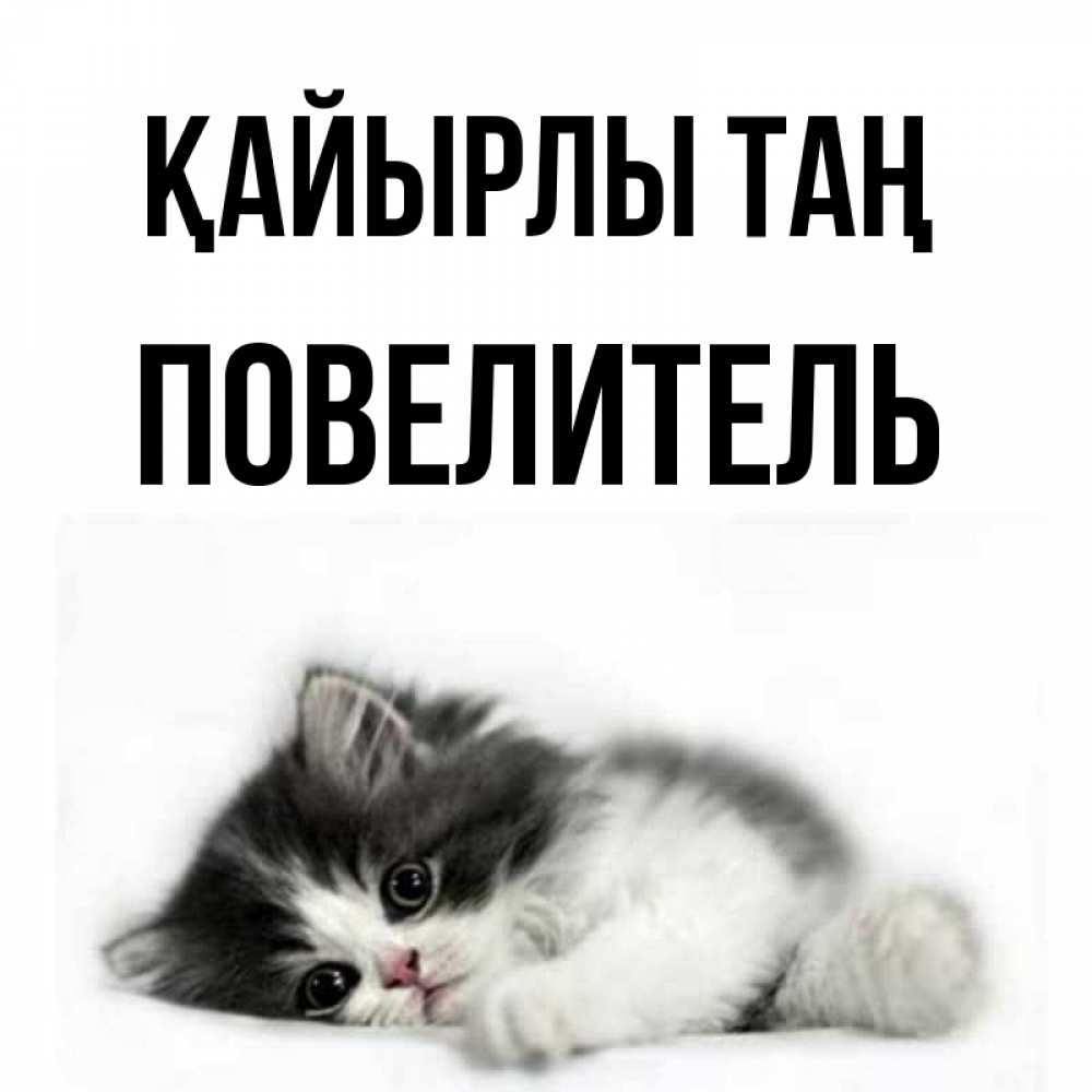 Күн сайын ашық хат с именем, Повелитель Қайырлы таң кот лапки Онлайн тегін жүктеп алу тілектері бар керемет карта 