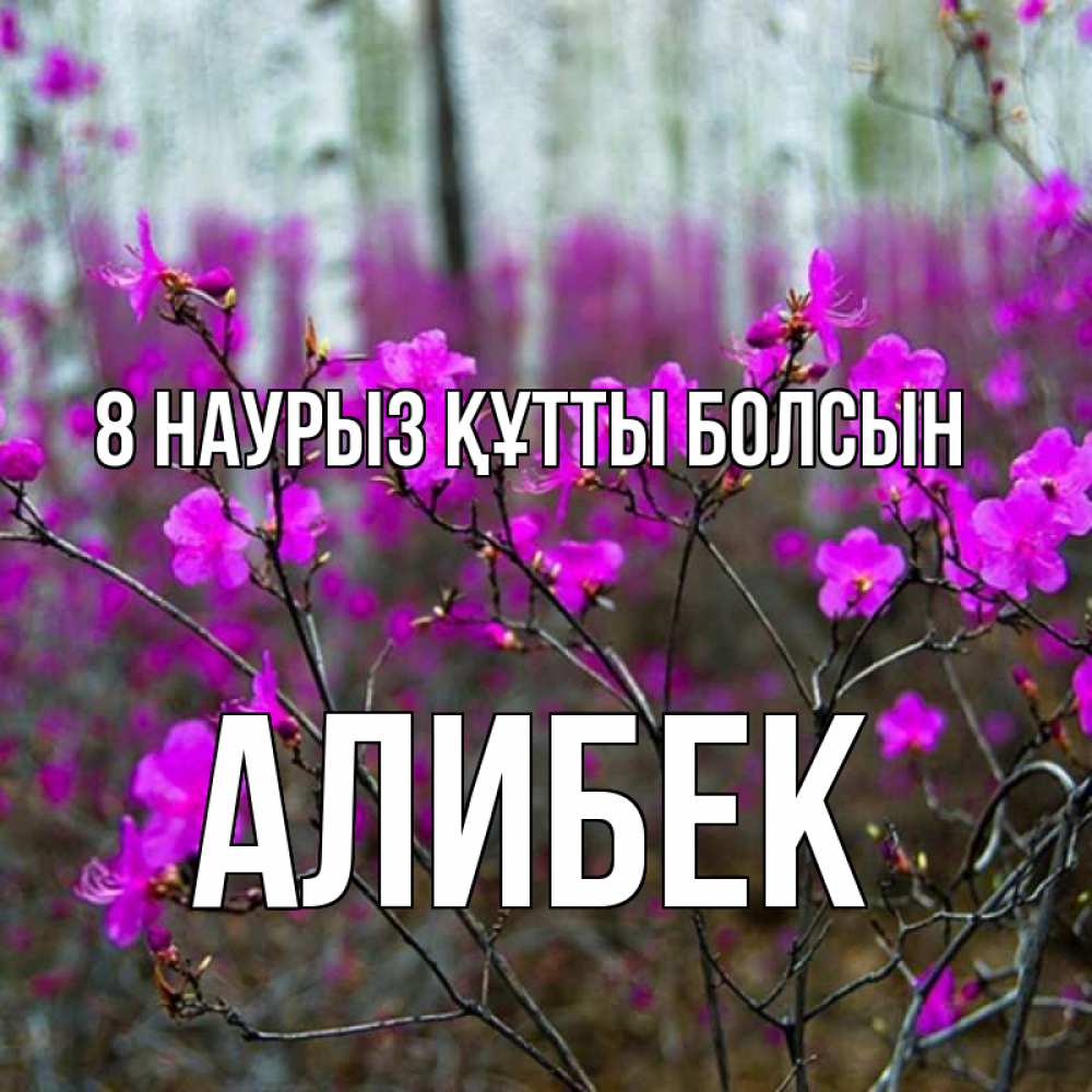 Күн сайын ашық хат с именем, Алибек 8 наурыз құтты болсын дикие цветы Онлайн тегін жүктеп алу тілектері бар керемет карта 