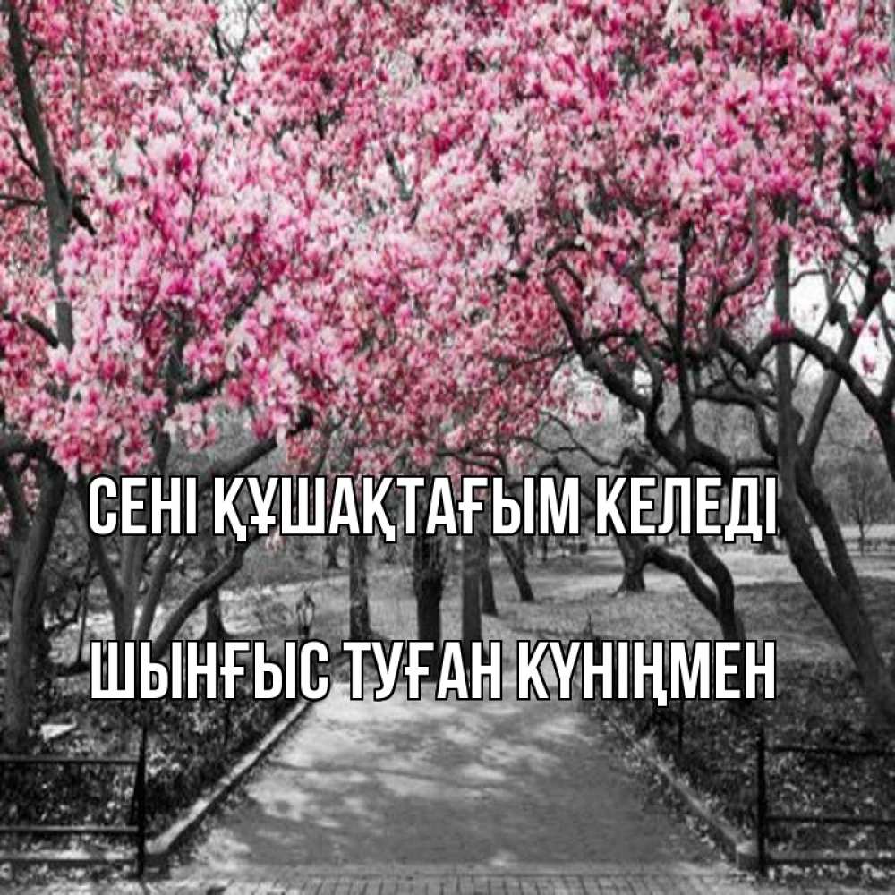Картинка сені құшақтағым келеді, ШЫНҒЫС! ТУҒАН КҮНІҢМЕН!