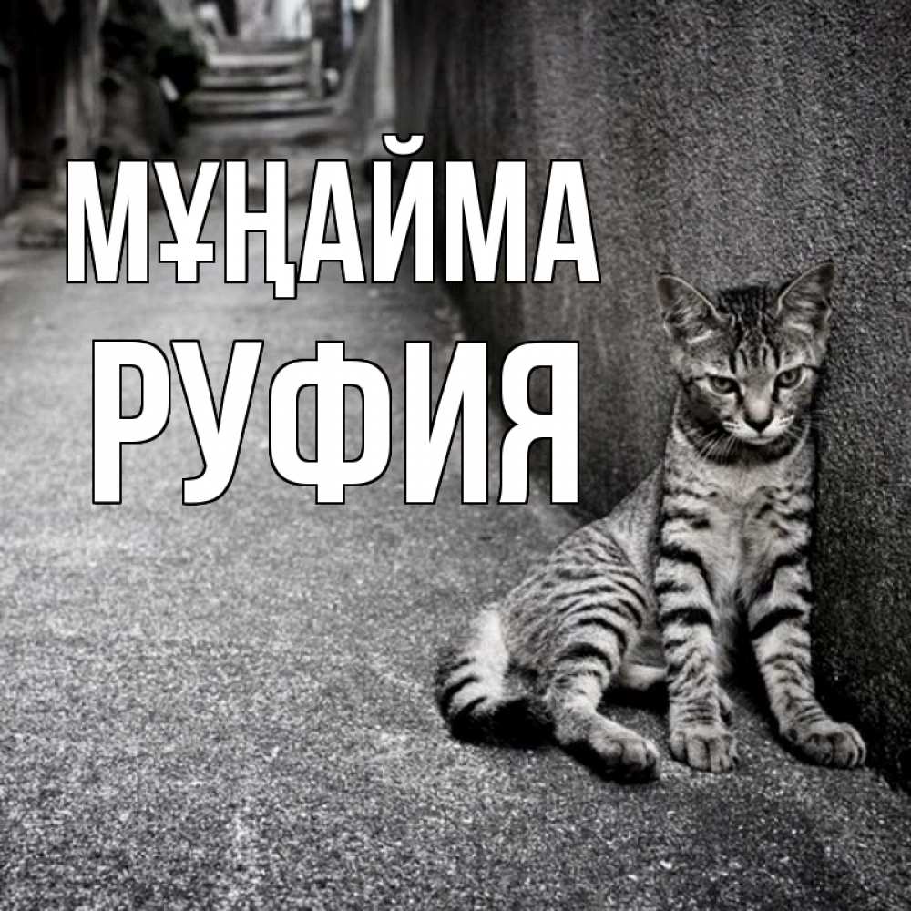 Күн сайын ашық хат с именем, РУФИЯ Мұңайма скучающий котик Онлайн тегін жүктеп алу тілектері бар керемет карта 