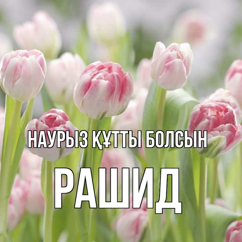 Күн сайын ашық хат с именем, Рашид Наурыз құтты болсын цветы Онлайн тегін жүктеп алу тілектері бар керемет карта 