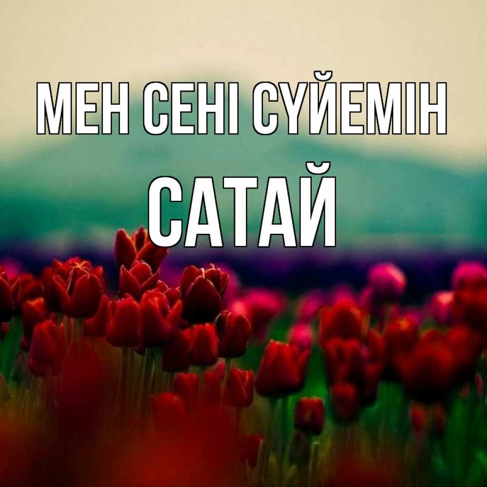 Күн сайын ашық хат с именем, САТАЙ Мен сені сүйемін тюльпаны 4 Онлайн тегін жүктеп алу тілектері бар керемет карта 