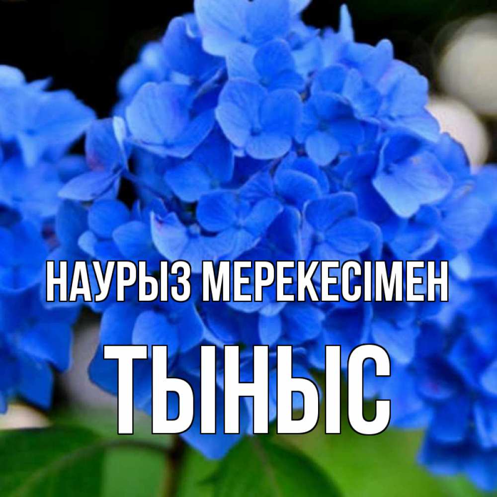 Күн сайын ашық хат с именем, ТЫНЫС Наурыз мерекесімен синие цветы Онлайн тегін жүктеп алу тілектері бар керемет карта 
