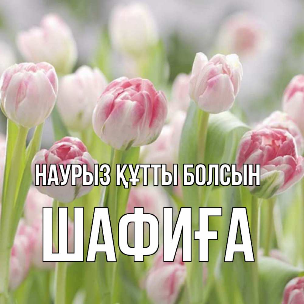 Күн сайын ашық хат с именем, ШАФИҒА Наурыз құтты болсын цветы Онлайн тегін жүктеп алу тілектері бар керемет карта 