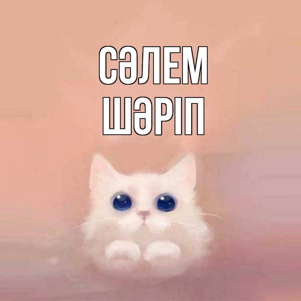 Күн сайын ашық хат с именем, ШӘРІП Сәлем котик белый в полете Онлайн тегін жүктеп алу тілектері бар керемет карта 