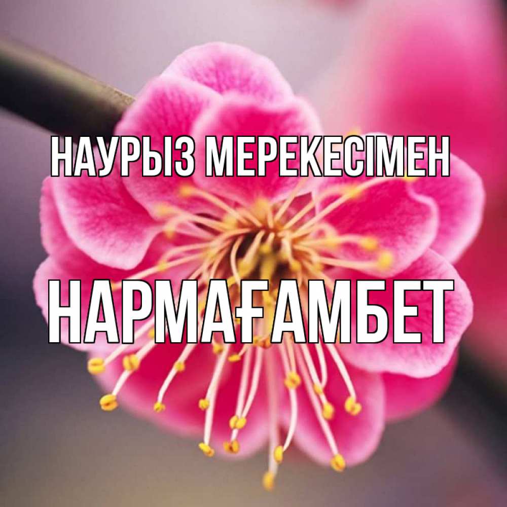 Күн сайын ашық хат с именем, НАРМАҒАМБЕТ Наурыз мерекесімен цветы Онлайн тегін жүктеп алу тілектері бар керемет карта 