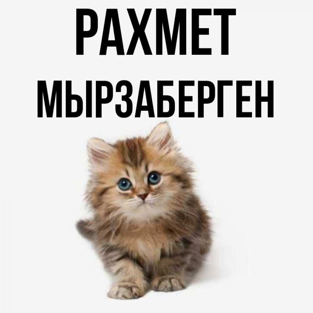 Күн сайын ашық хат с именем, Мырзаберген рахмет пушистый котик Онлайн тегін жүктеп алу тілектері бар керемет карта 