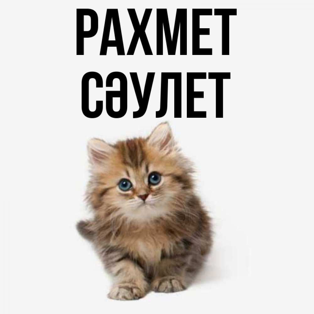 Күн сайын ашық хат с именем, СӘУЛЕТ рахмет пушистый котик Онлайн тегін жүктеп алу тілектері бар керемет карта 