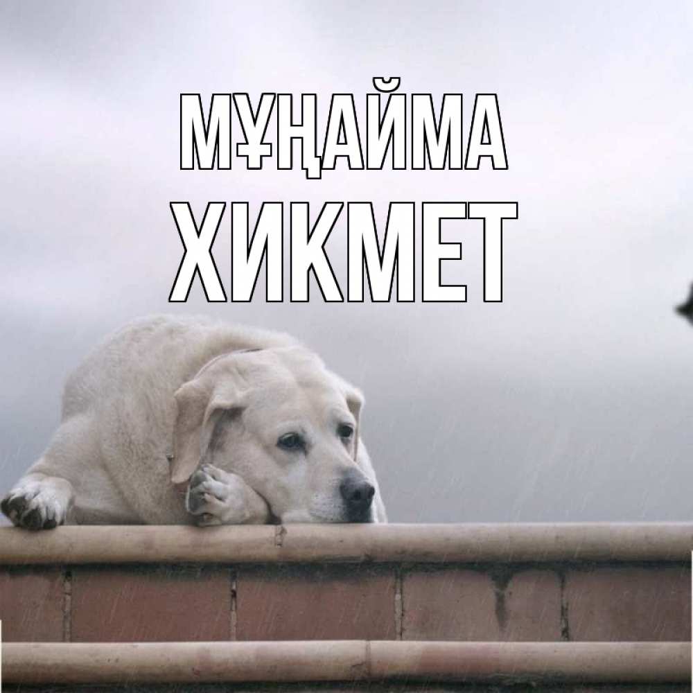 Күн сайын ашық хат с именем, ХИКМЕТ Мұңайма белый пес 1 Онлайн тегін жүктеп алу тілектері бар керемет карта 
