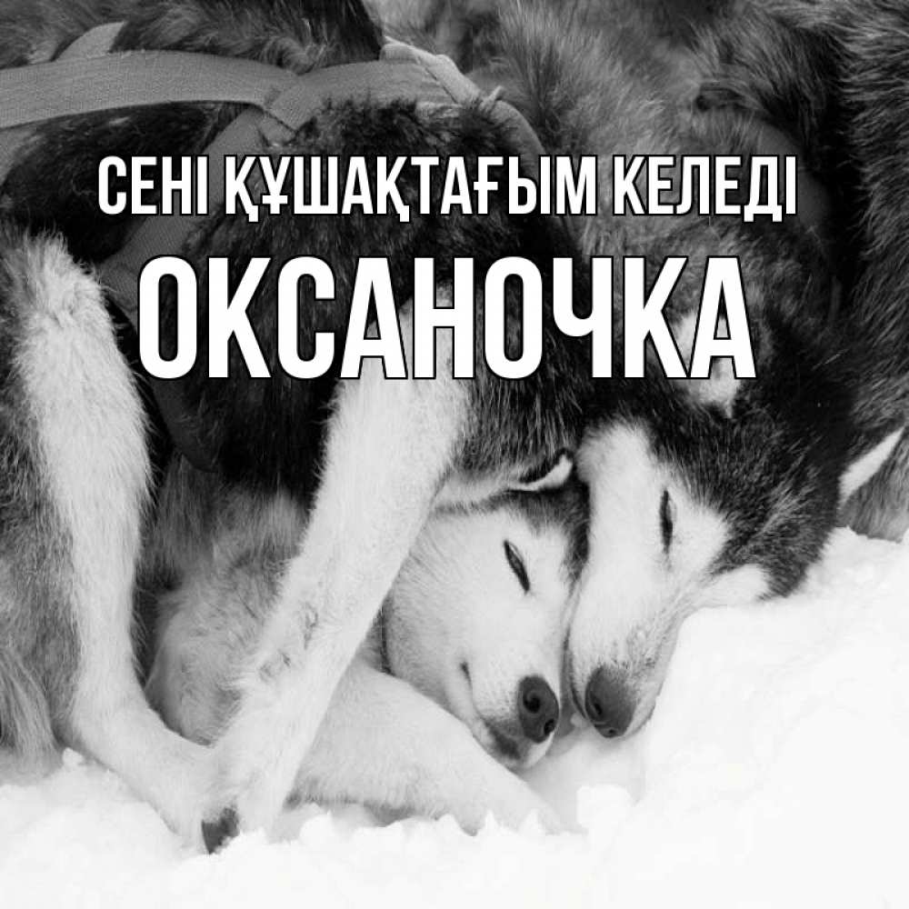 Күн сайын ашық хат с именем, Оксаночка сені құшақтағым келеді собачки в упряжке Онлайн тегін жүктеп алу тілектері бар керемет карта 
